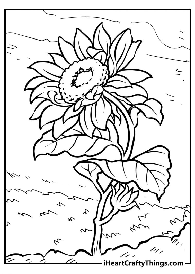 Sunflower coloring pages free printables