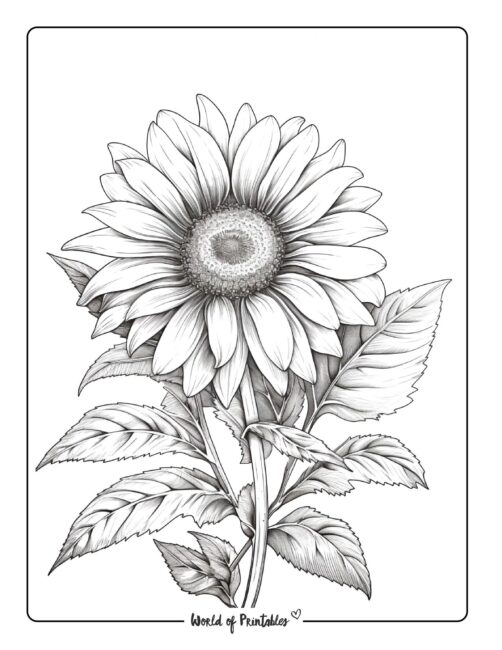 Best flower coloring pages for kids adults