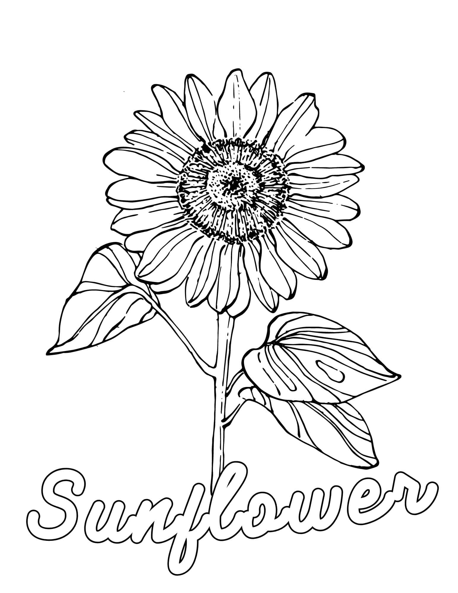 Stunning flower coloring pages for kids and adults