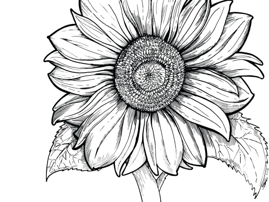 Sunflower coloring pages free coloring pages