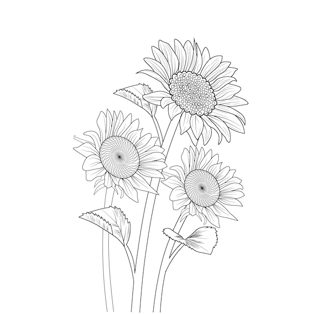 Premium vector sun flower coloring page or adults and children hand drawn vector sketch isolated image clip art