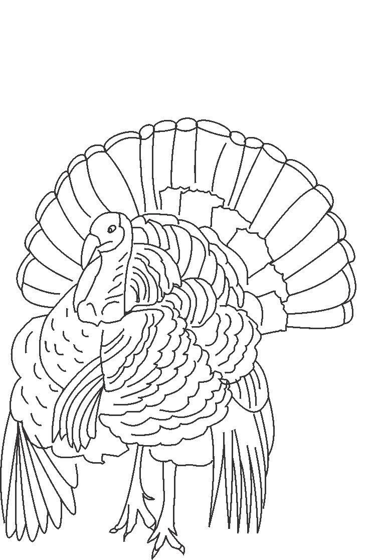 Free printable turkey coloring pages for kids