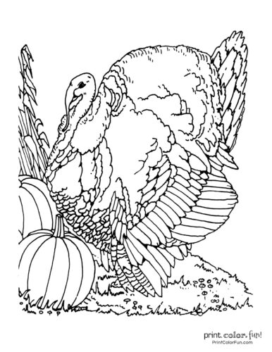 Terrific thanksgiving turkey coloring pages for some free printable holiday fun at