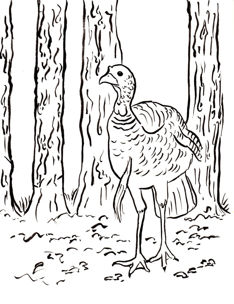 Wild turkey coloring page