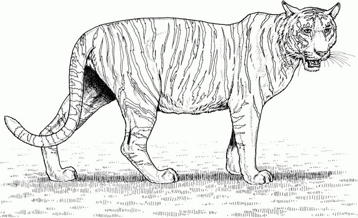 Tiger coloring pages realistic animal printables for adults coloring pages animal coloring pages tiger images