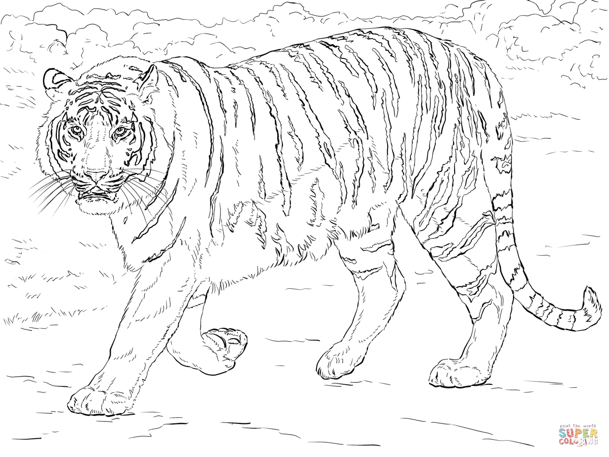 Bengal tiger coloring page free printable coloring pages