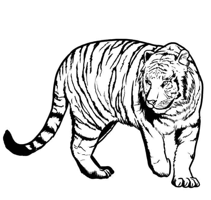Realistic tiger coloring pages animal coloring pages dog coloring page animal coloring books