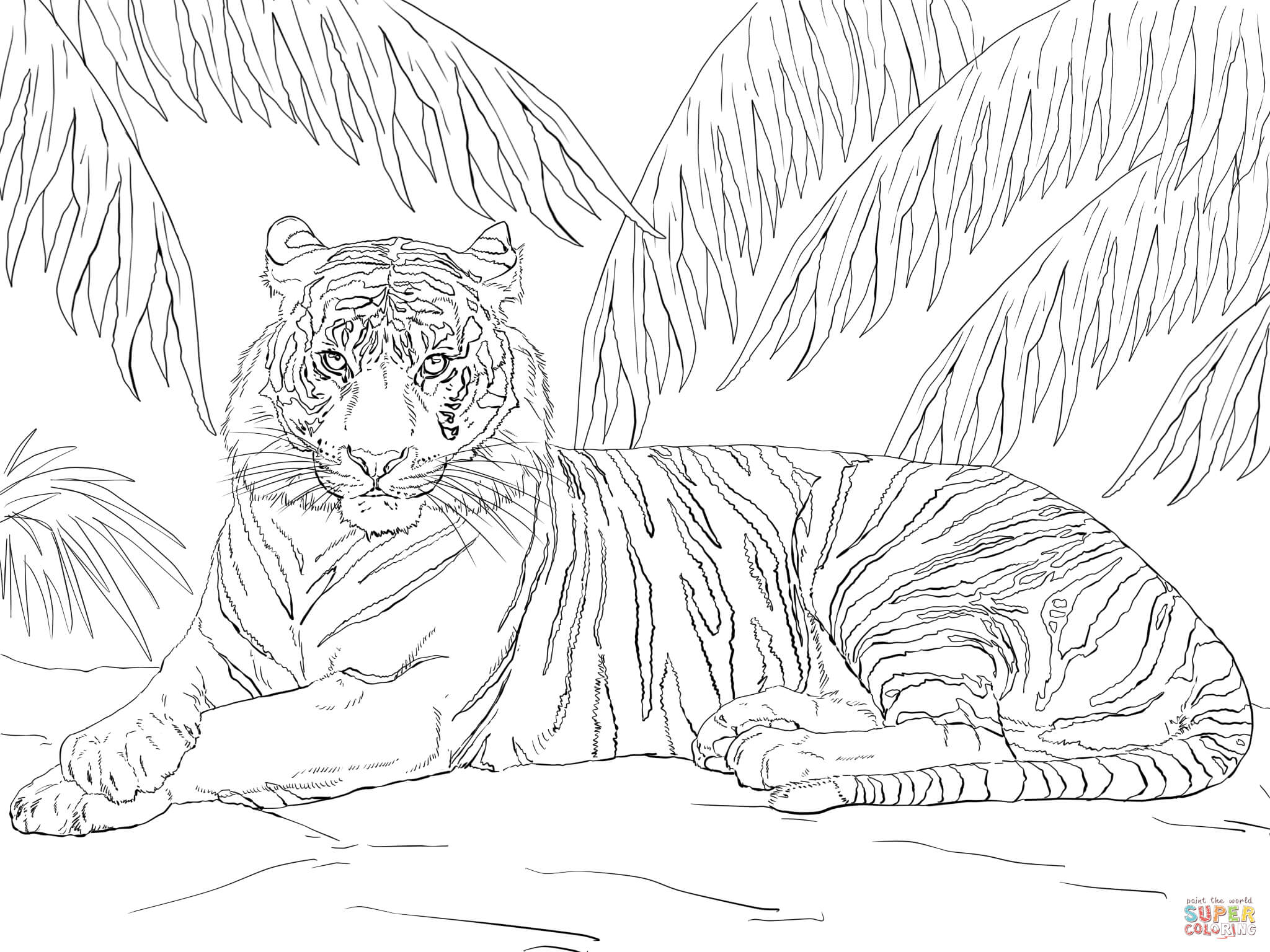 Sumatran tiger laying down coloring page free printable coloring pages