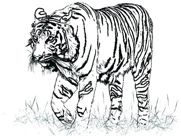 Tiger coloring pages pdf