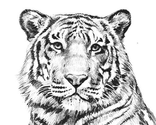 Pin by richard velasquez on adult coloring pages lion coloring pages animal coloring pages cat coloring page