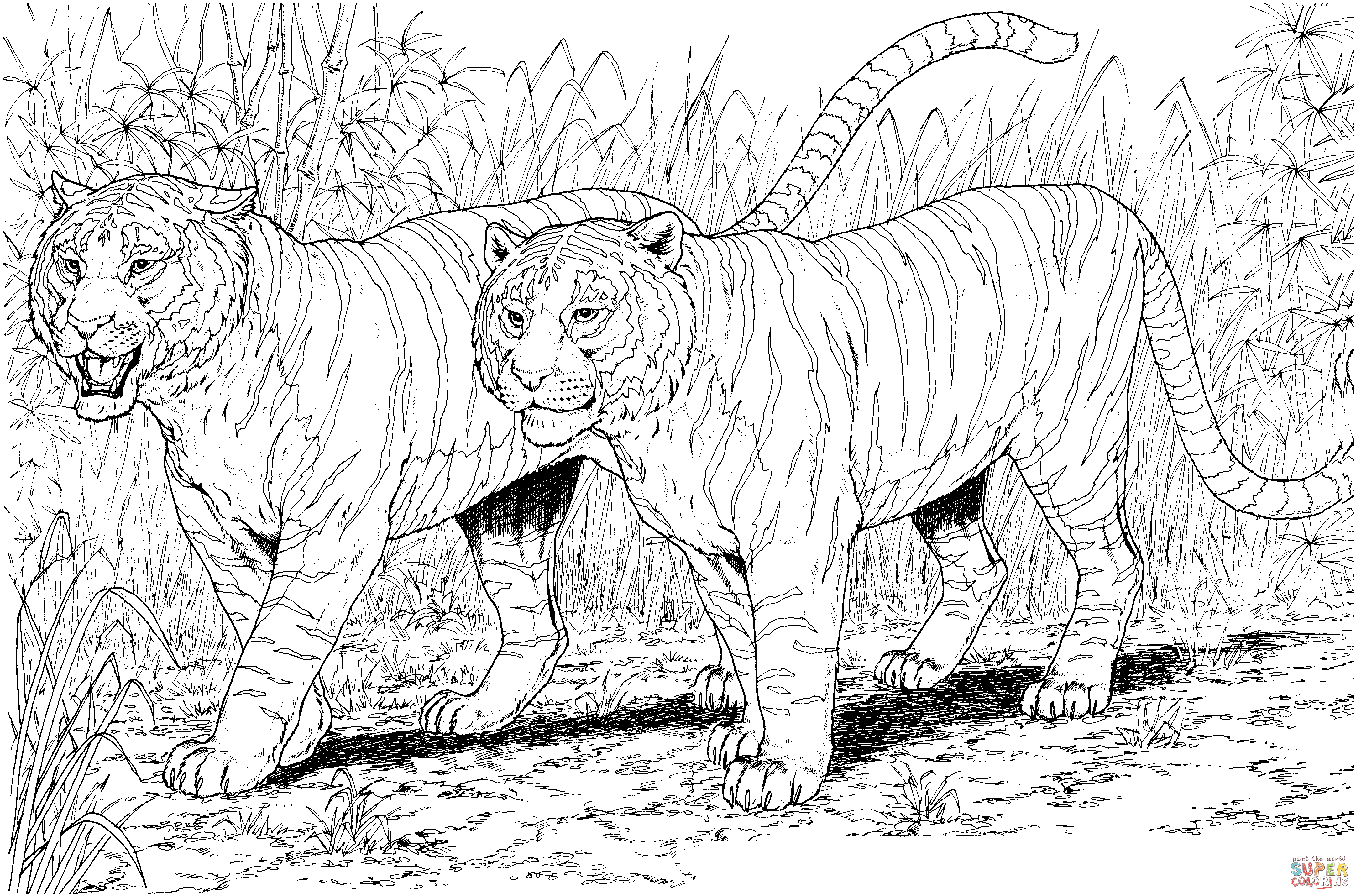 Two tigers coloring page free printable coloring pages