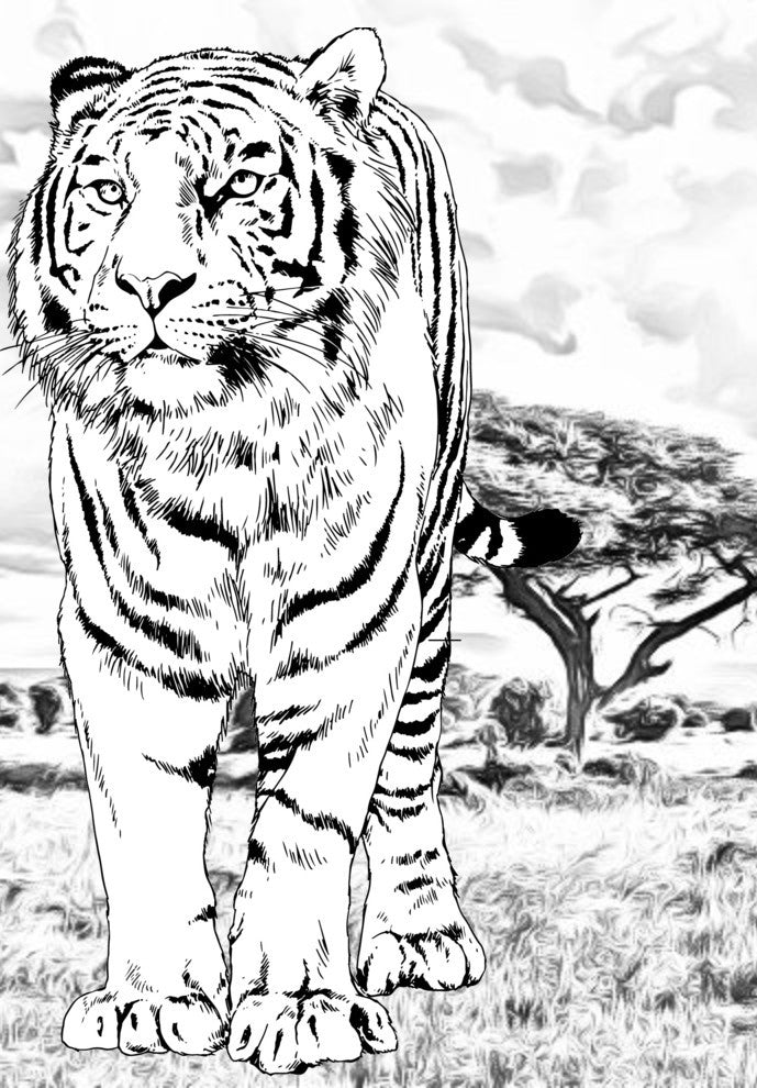 Mighty tigers coloring pdf book with pages of leaping roaring ti â rachel mintz coloring books