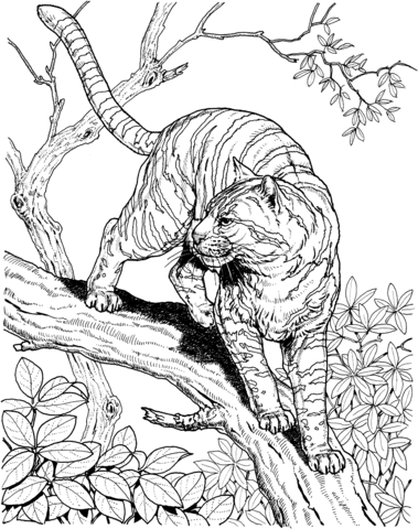 Tiger in a jungle coloring page free printable coloring pages