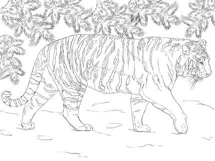 Siberian tiger coloring page supercoloring animal coloring pages dinosaur coloring pages lion coloring pages