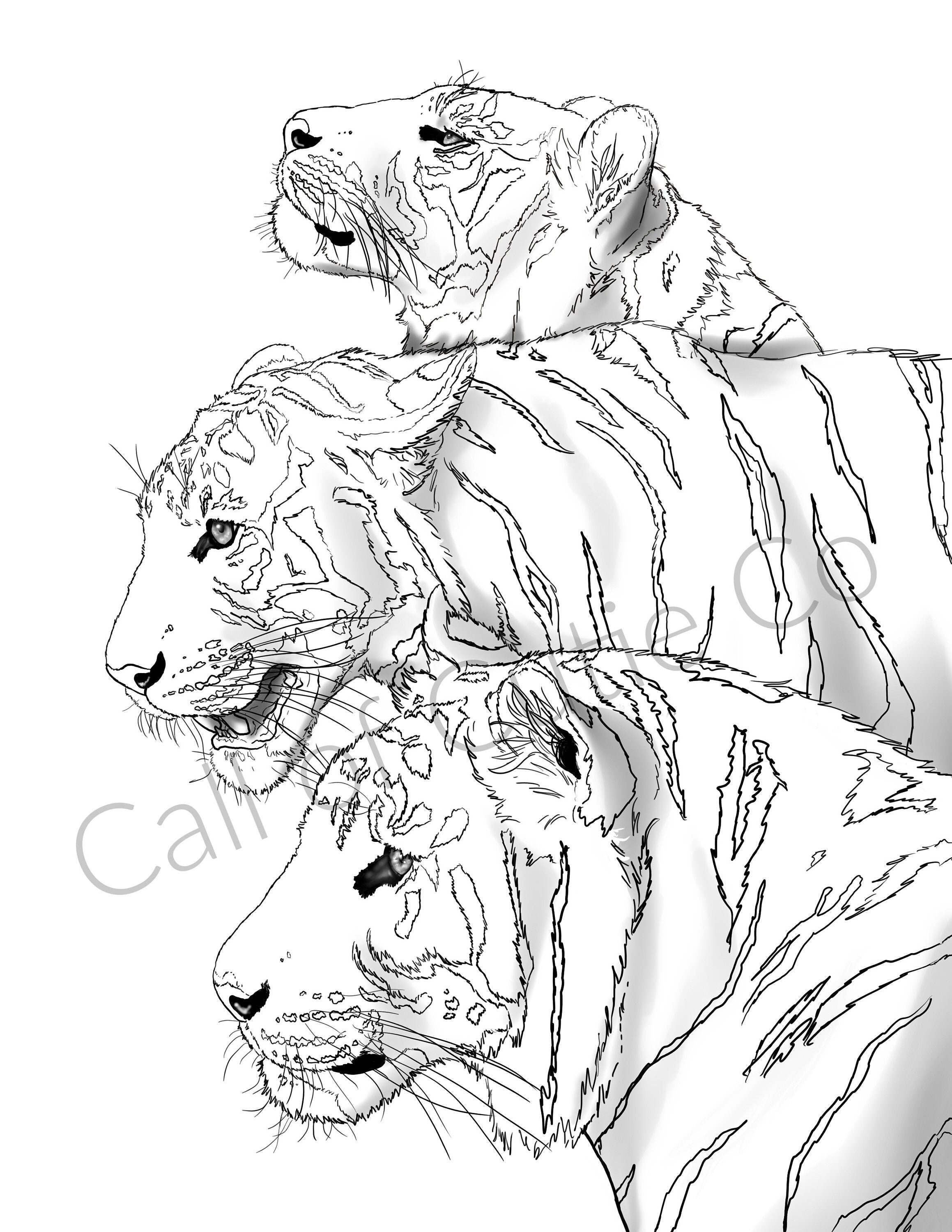 Tigers coloring page animal coloring pagetiger color sheet