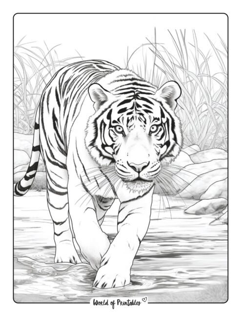 Tiger coloring pages for kids adults