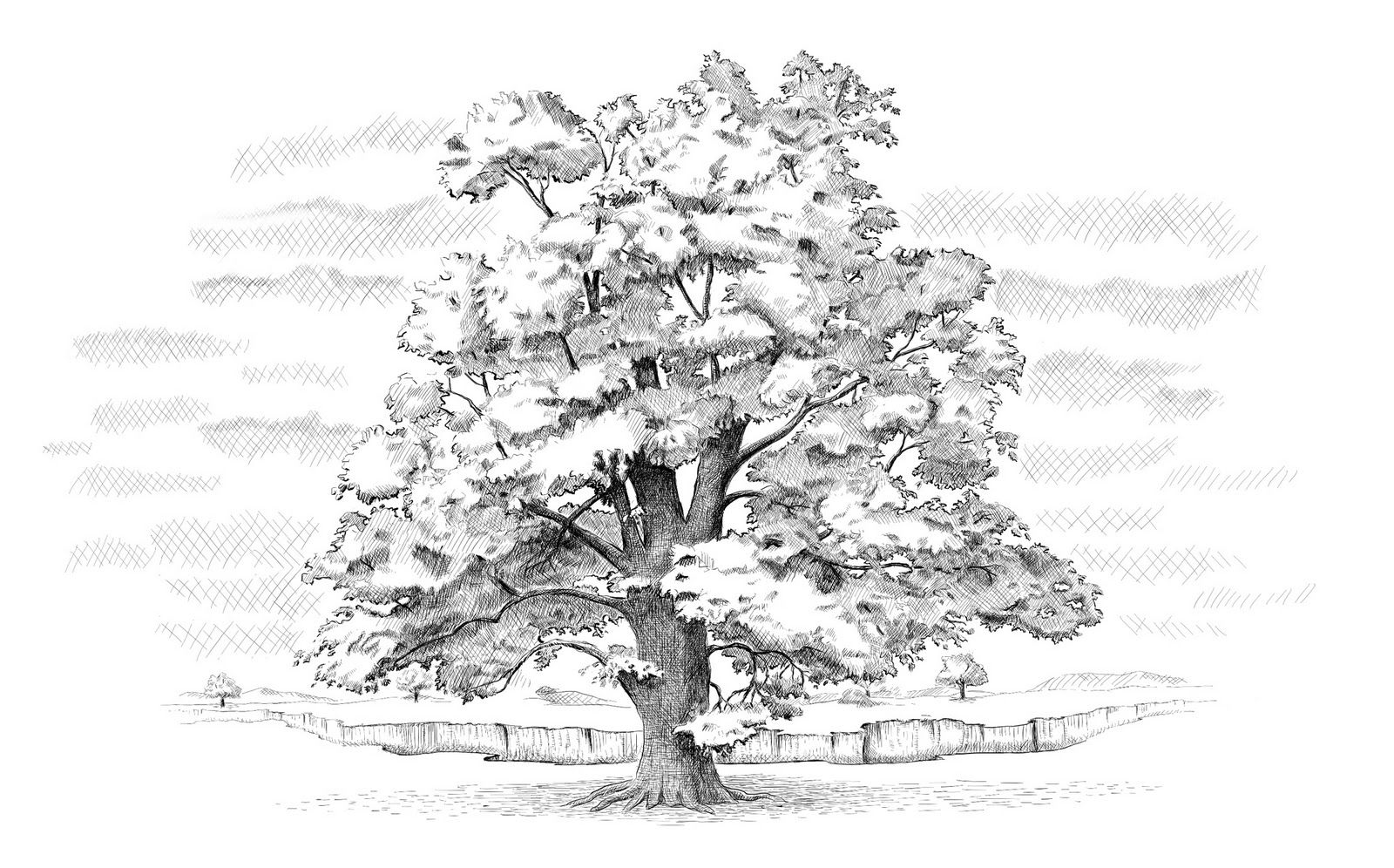 Oak tree oak tree drawings tree sketches nature art drawings