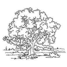 Top tree coloring pages for your little ones