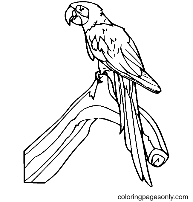 Parrot coloring pages printable for free download