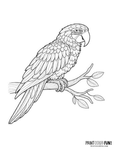 Parrot coloring pages at