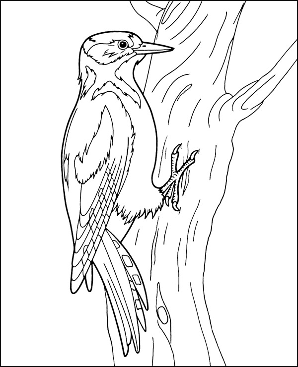 Woodpecker coloring sheet realistic bird