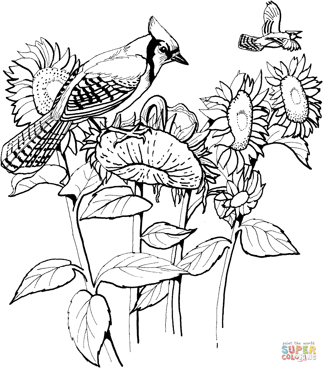 Blue jay and sunflowers coloring page free printable coloring pages