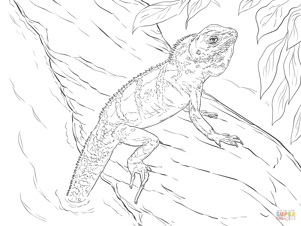 Realistic chinese water dragon coloring page free printable coloring pages