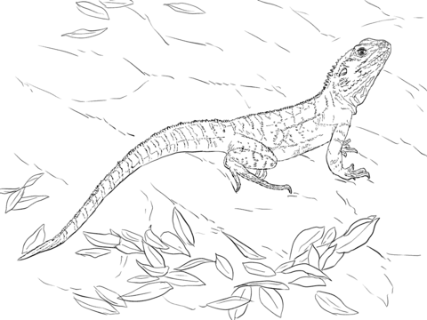 Australian water dragon coloring page free printable coloring pages