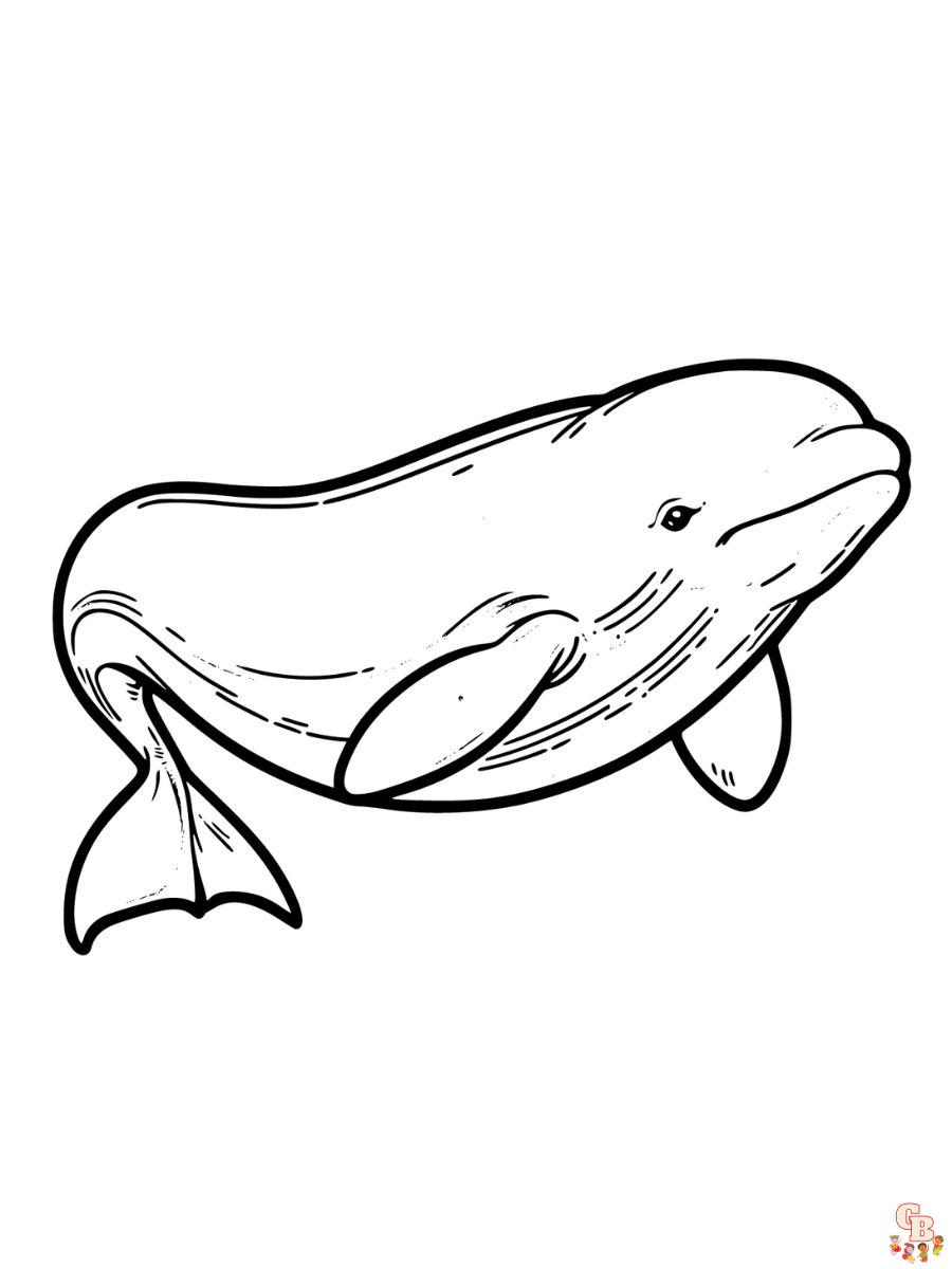 Whale coloring pages