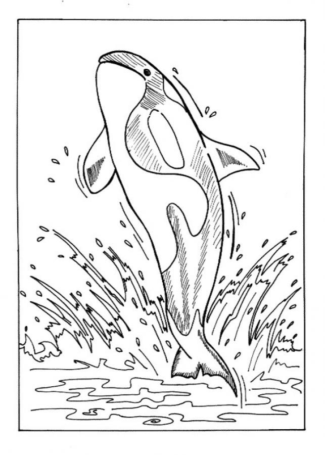 Free printable whale coloring pages for kids