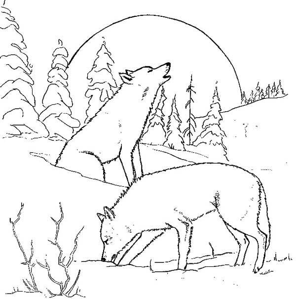 Colornimbus wolf colors dolphin coloring pages winter wolves