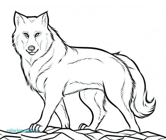 Exclusive picture of wolf coloring pages for adults