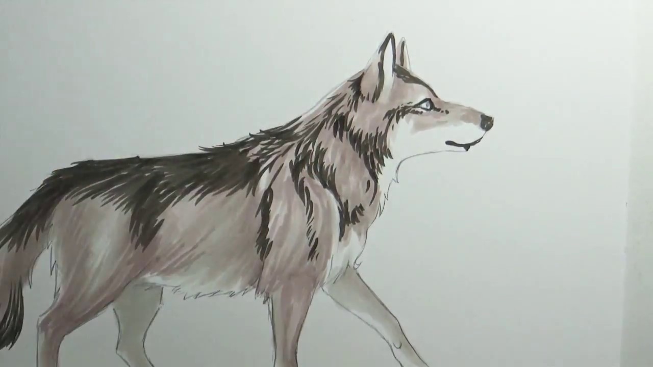 Coloring a wolf with copics