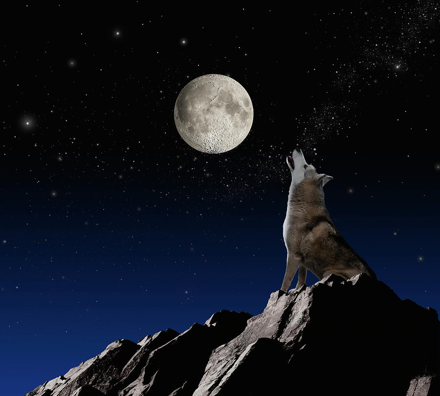 Wolf howling at moon by john lund