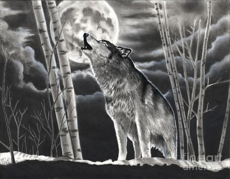 Wolf in the night wolf howling at moon moon drawing wolf drawing