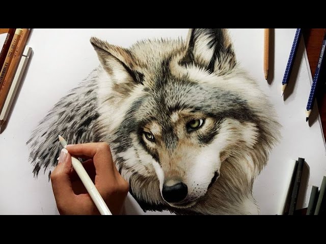 Colored pencil drawing grey wolf