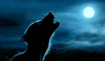 Wolves always howl at the moon