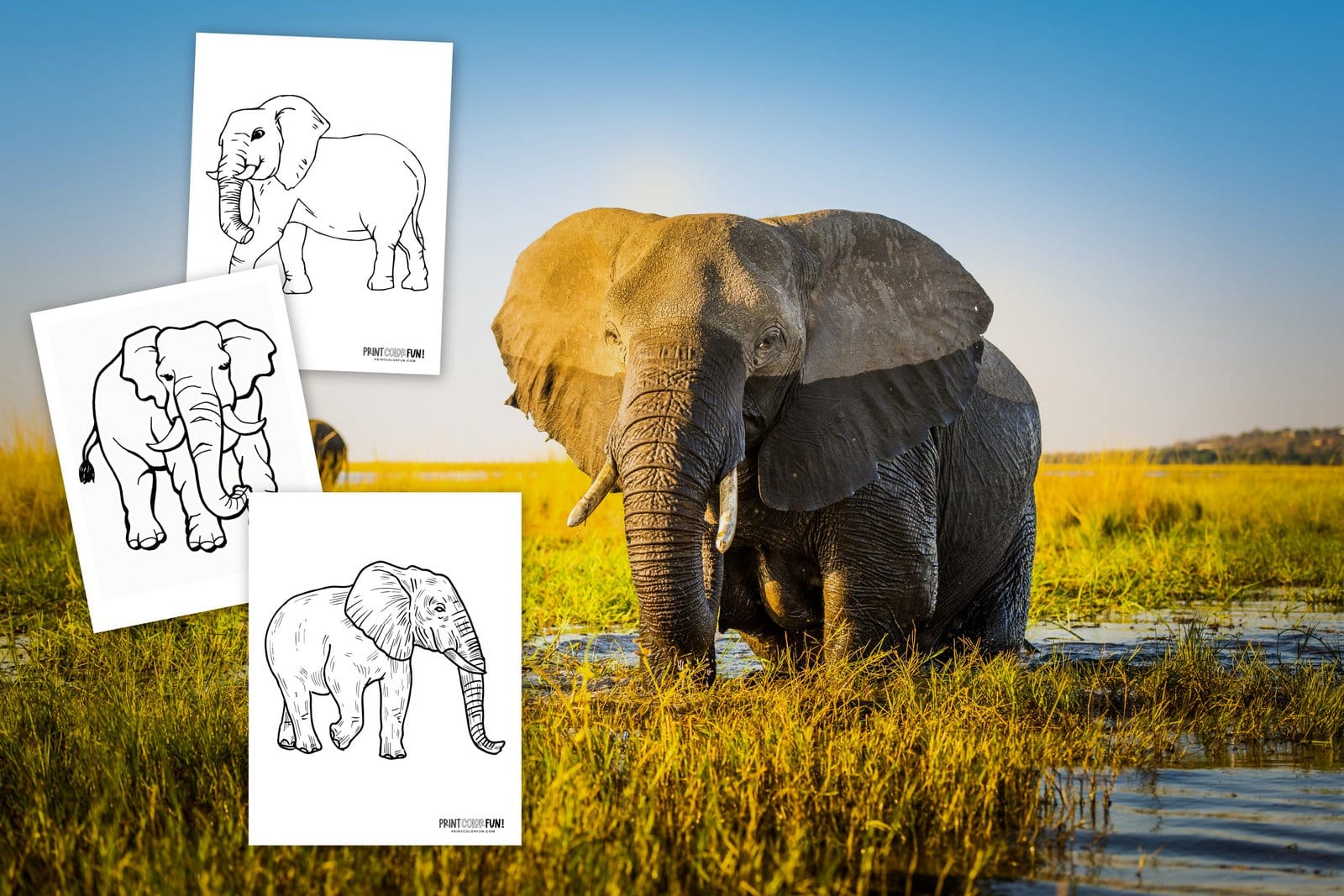 Realistic elephant coloring pages to print at