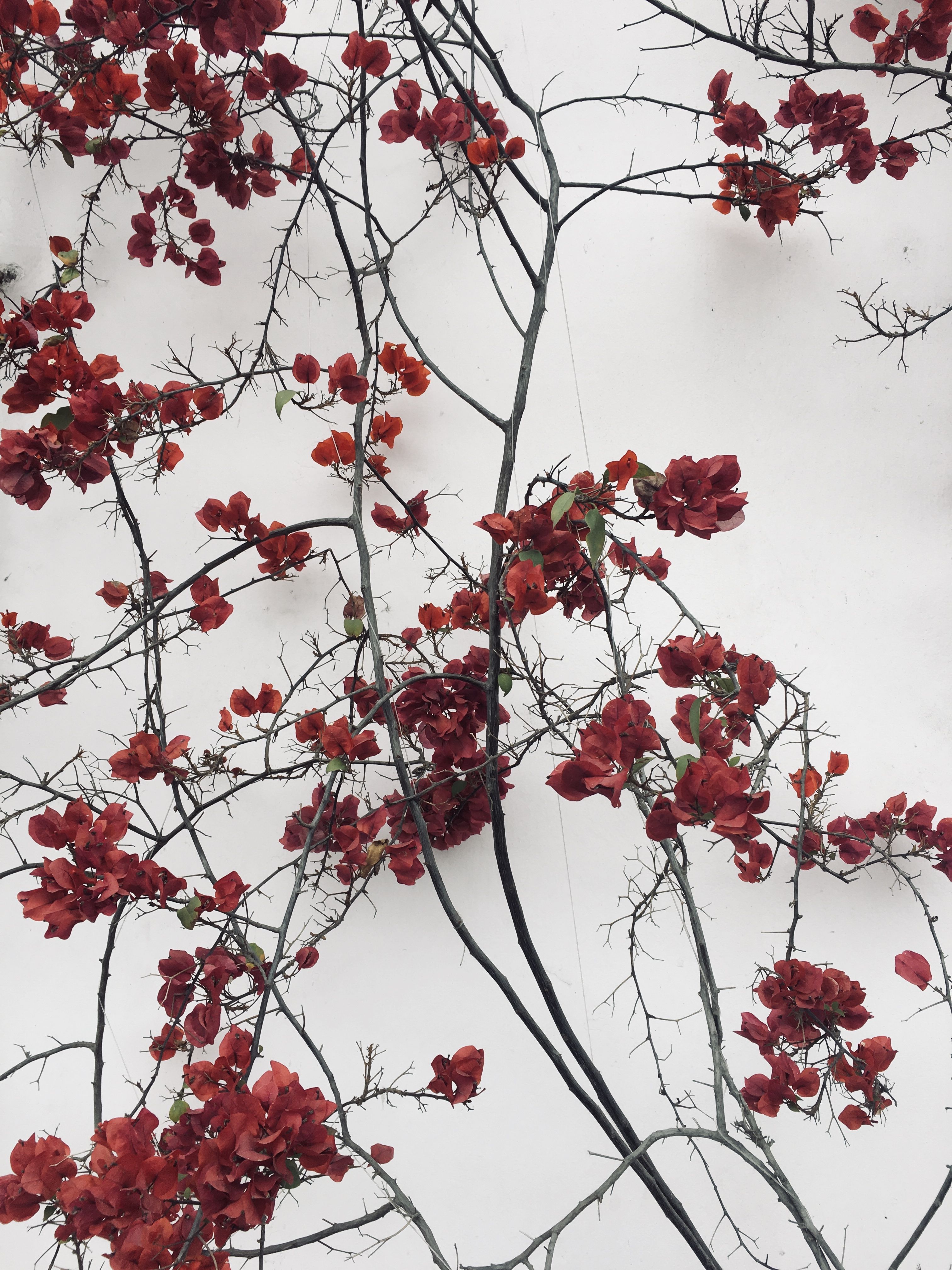 Red flowers red flower wallpaper red and white wallpaper red flowers