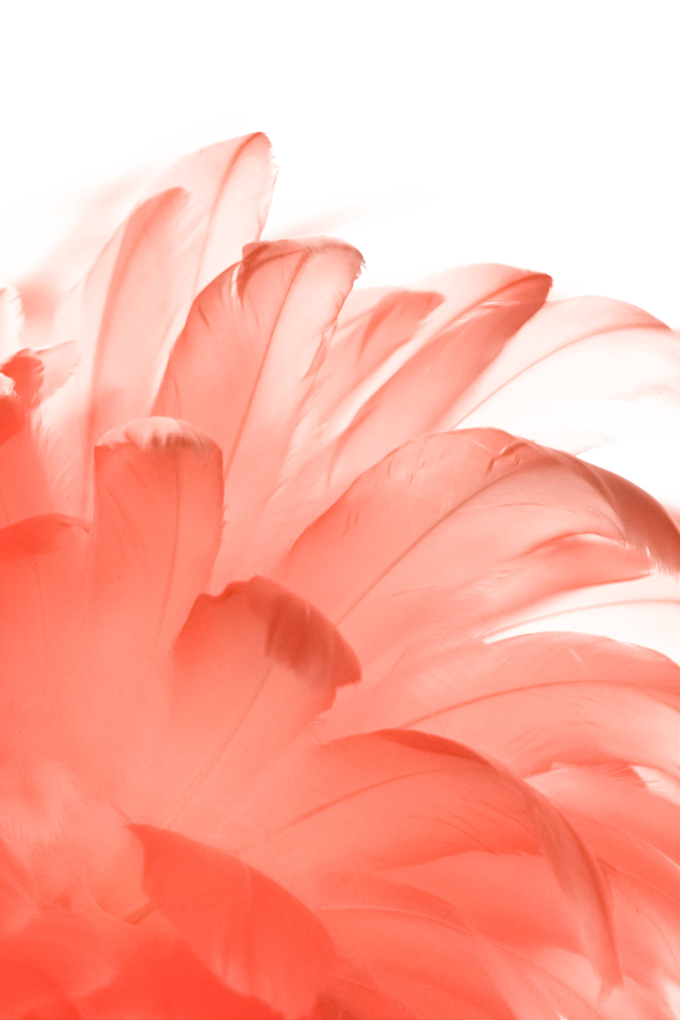 Download white aesthetic red feathers wallpaper