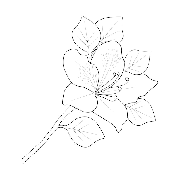 Premium vector azalea flowers coloring page