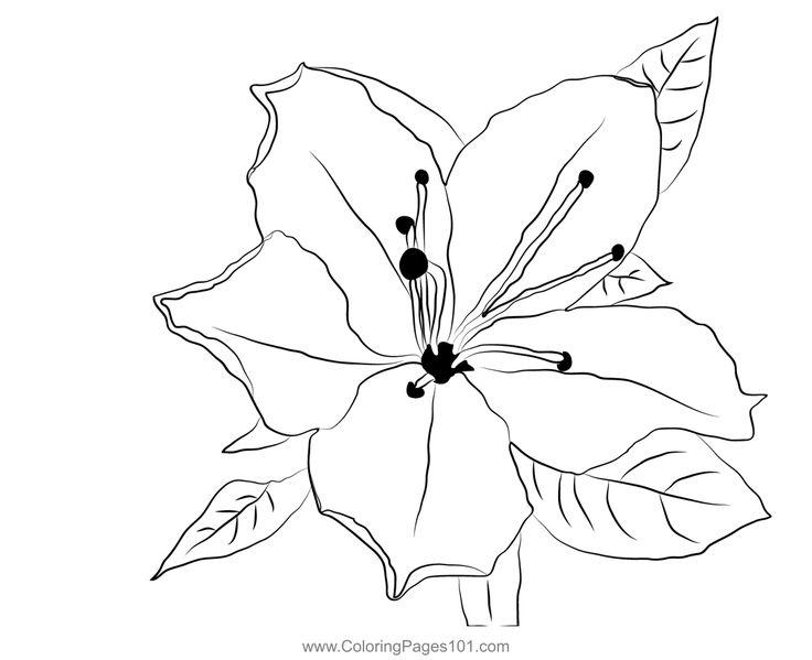 Azalea flower coloring page azalea flower flower coloring pages coloring pages