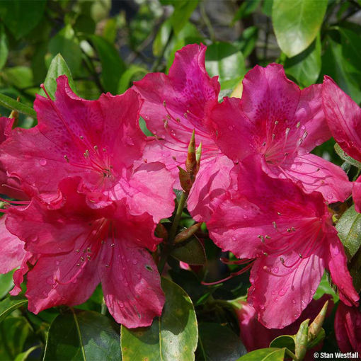 Buy affordable formosa azalea