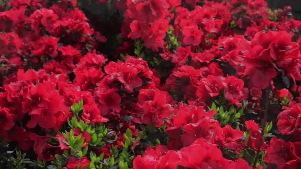 Encore azalea gal autumn fire shrub with true red reblooming flowers