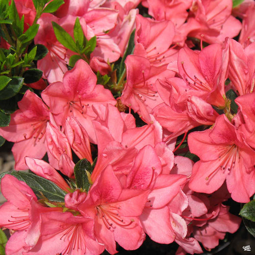 Azalea red bird â green acres nursery supply