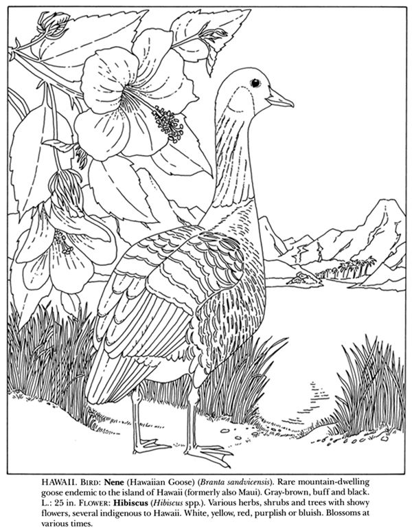 Wele to dover publications bird coloring pages animal coloring pages flower coloring pages
