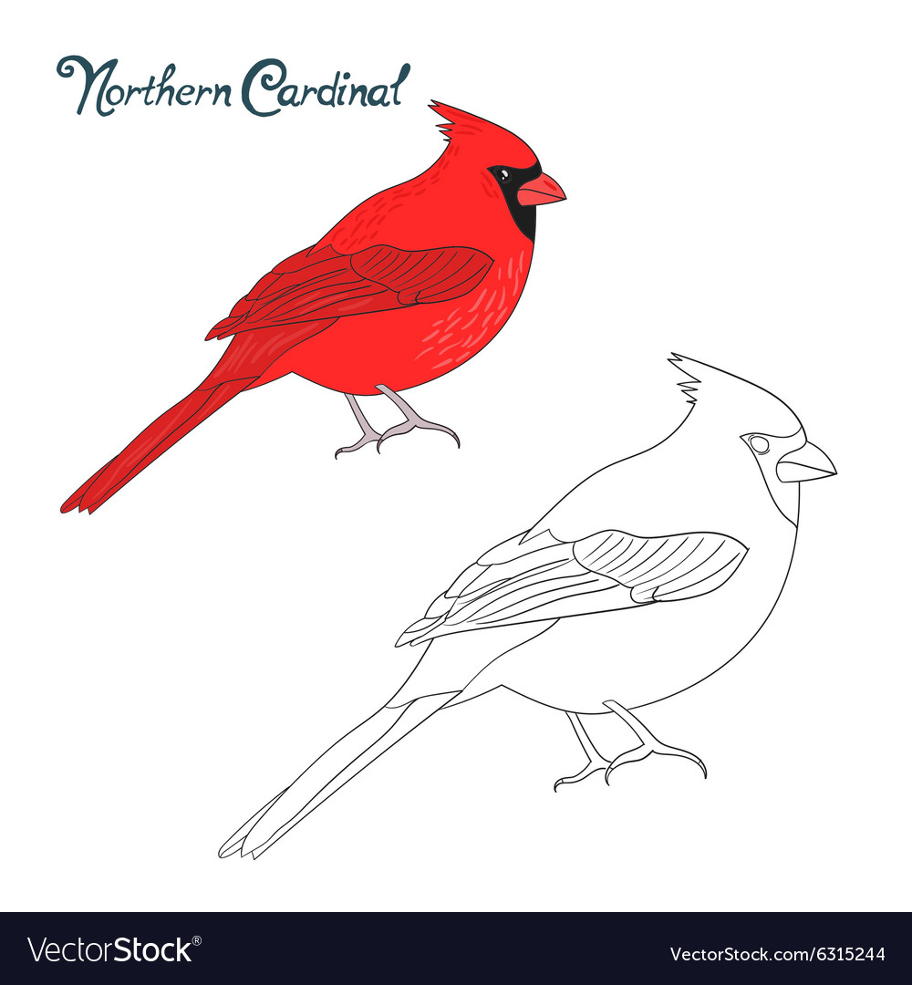 Educational game coloring book cardinal bird vector image