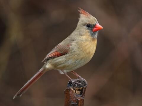 Northern cardinal identification all about birds cornell lab of ornithology