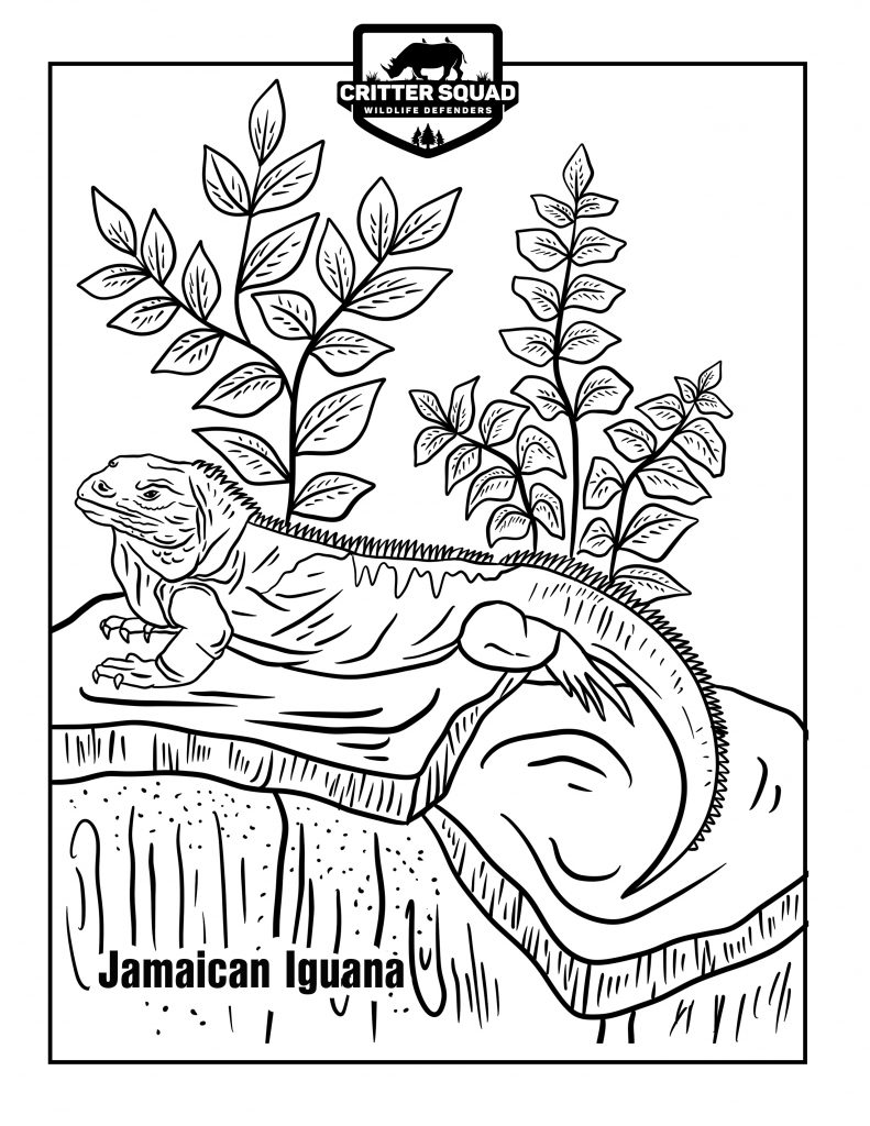 Lizard coloring pages