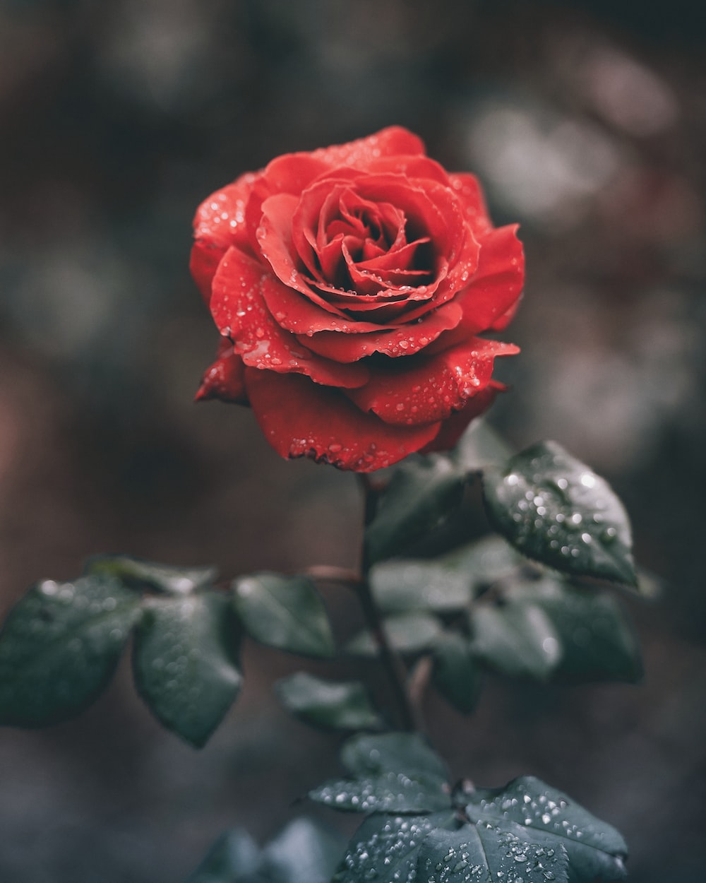 Rose wallpapers free hd download hq